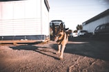 A German Shepherd dog is walking on a gravel lot near a large shipping container. Several cars are parked in the background against industrial warehouse buildings. The lighting is warm and low, suggesting late afternoon or early morning.