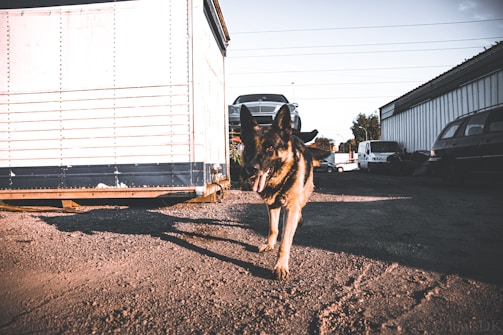 A German Shepherd dog is walking on a gravel lot near a large shipping container. Several cars are parked in the background against industrial warehouse buildings. The lighting is warm and low, suggesting late afternoon or early morning.