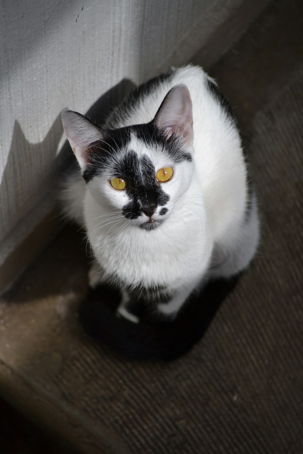 white and black cat on brown carpet