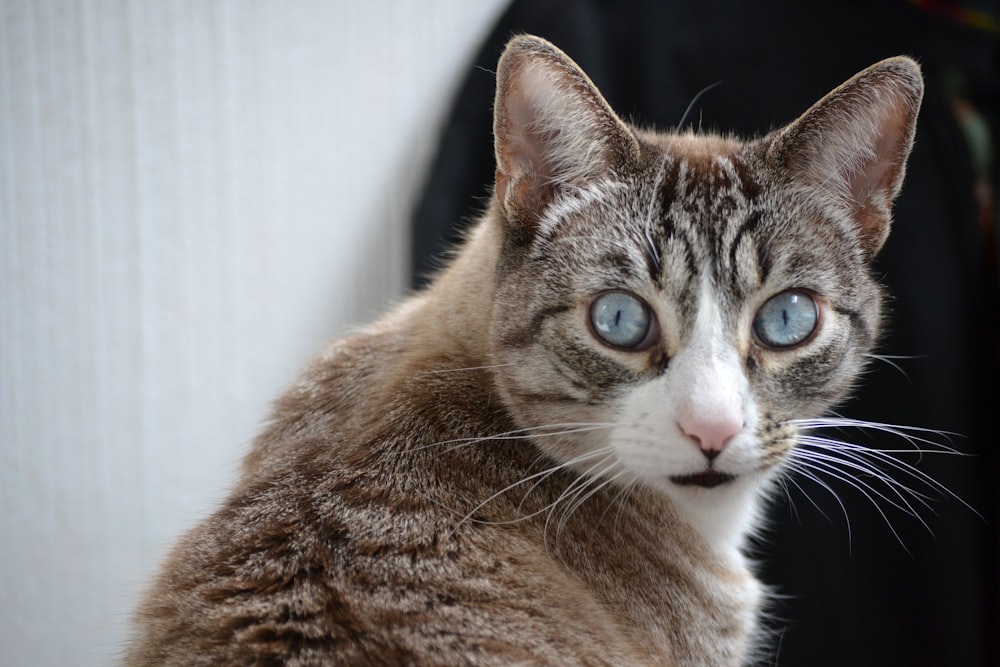 brown tabby cat in close up photography