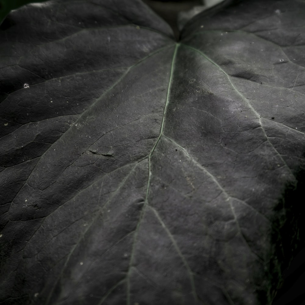 green leaf in close up photography