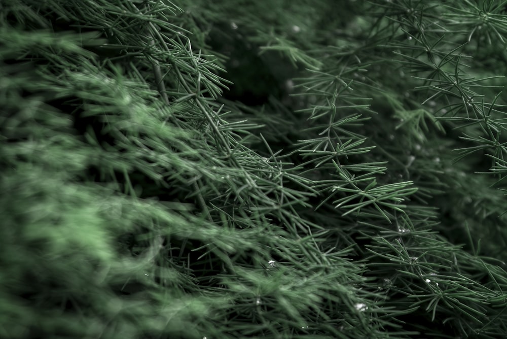 green plant in close up photography