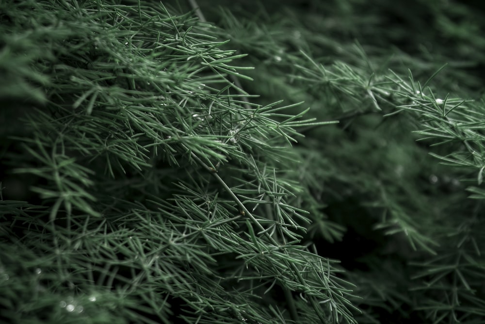 green leaves in close up photography