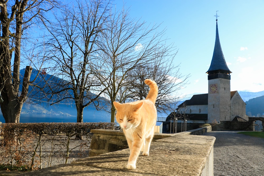 chat tigré orange sur une chaussée en béton gris pendant la journée