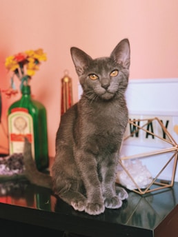 A gray cat with striking yellow eyes sits on a dark surface. Behind it, a green bottle with a label, a cluster of colorful artificial flowers, and a geometric metal decor piece are visible. The background features a peach-colored wall and some crystals.
