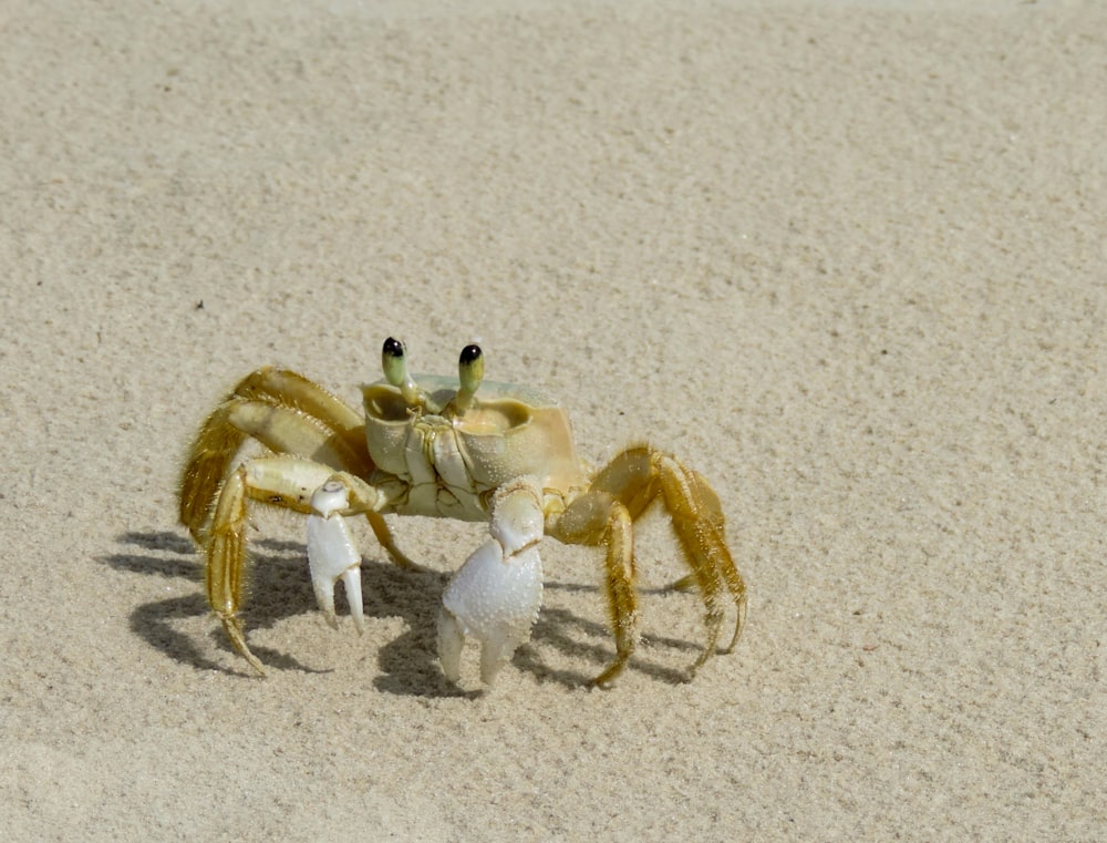 brown crab on white sand
