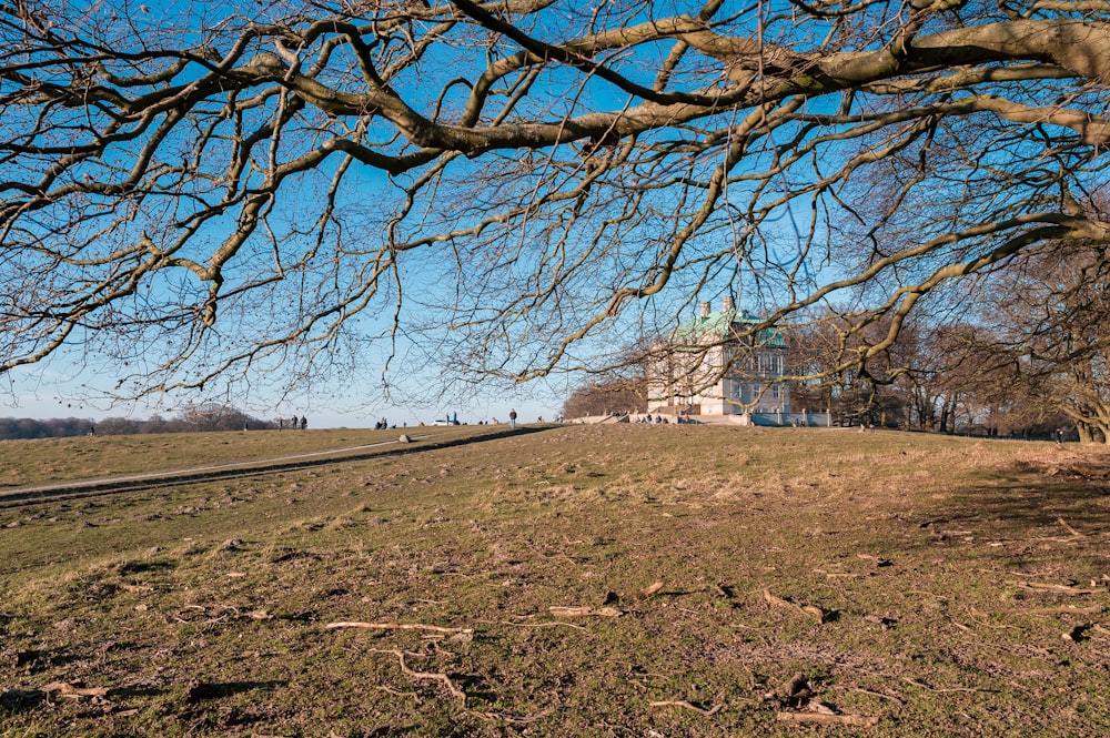 bare tree on brown field during daytime