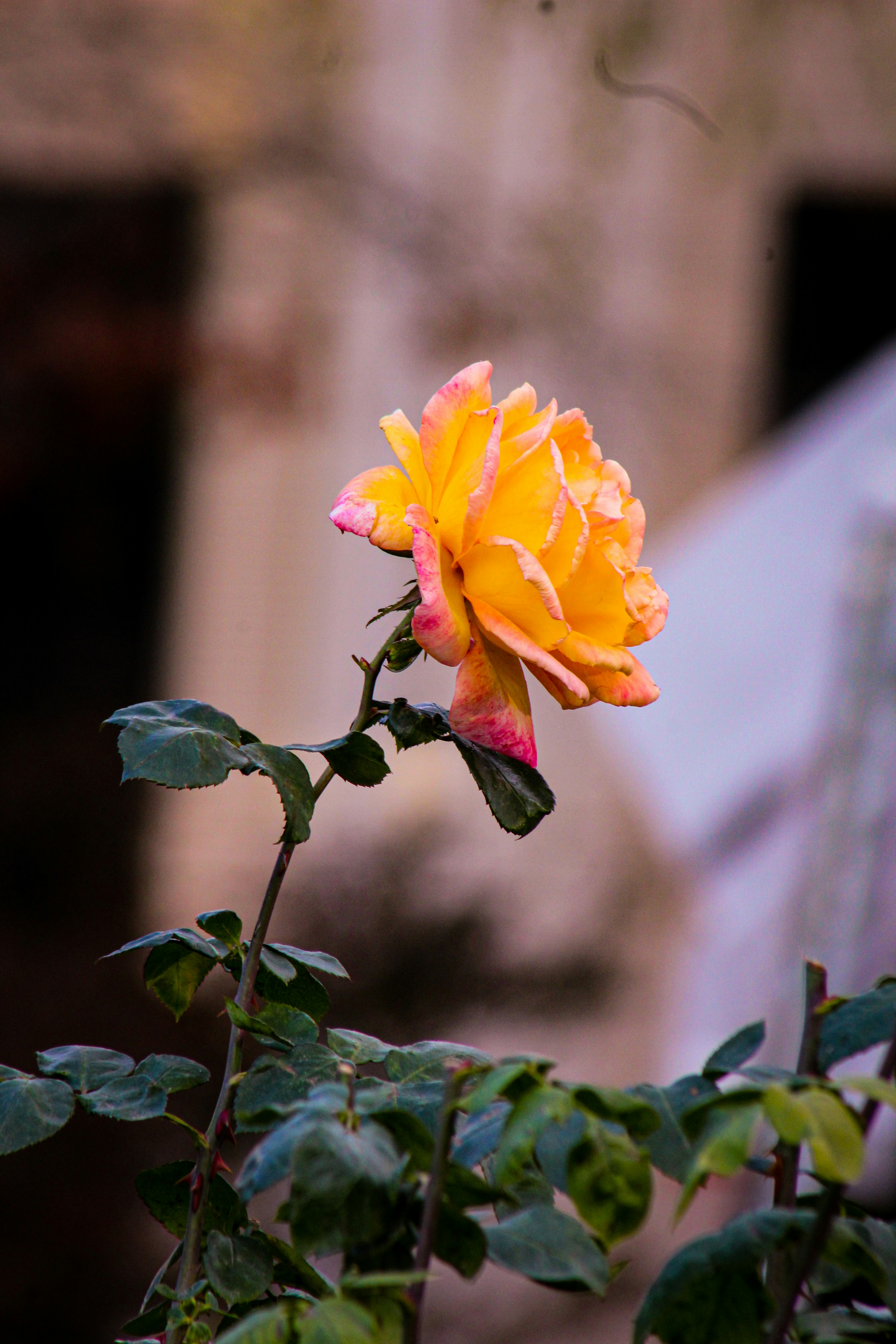 Rosa amarilla en flor durante el día foto – Imagen de Sacramento ...