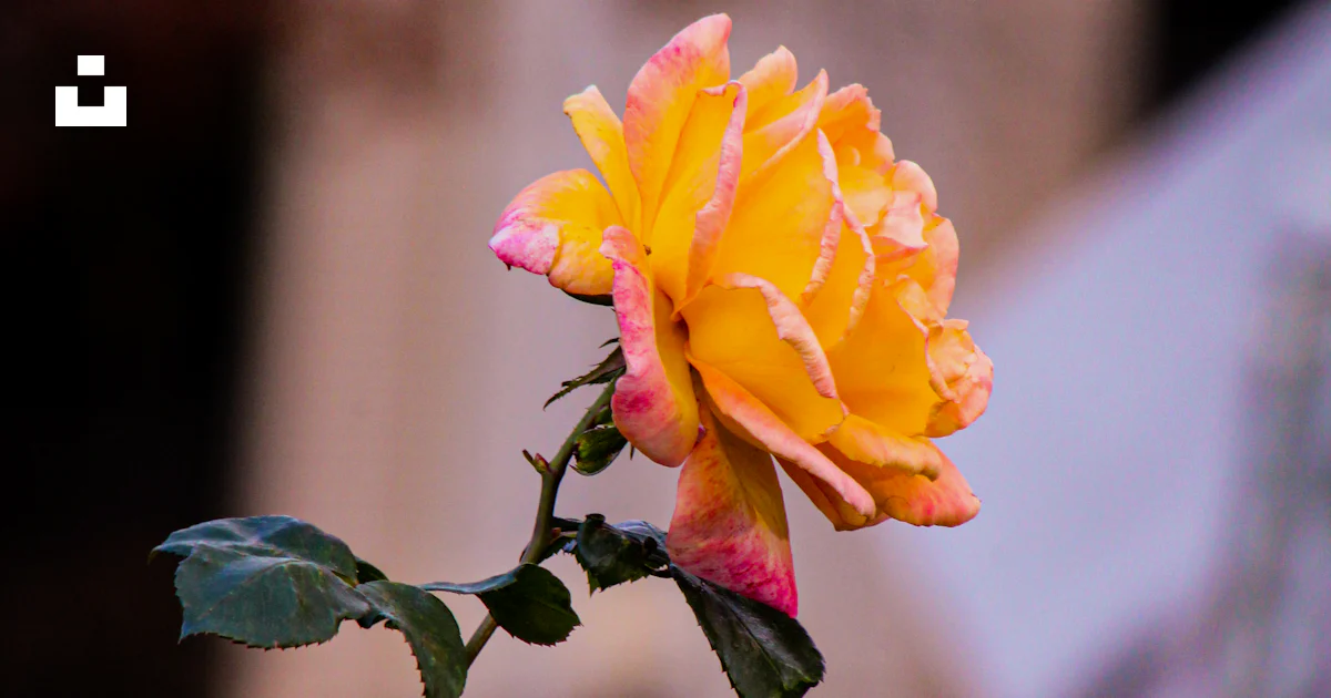 Rosa amarilla en flor durante el día foto – Imagen de Sacramento ...