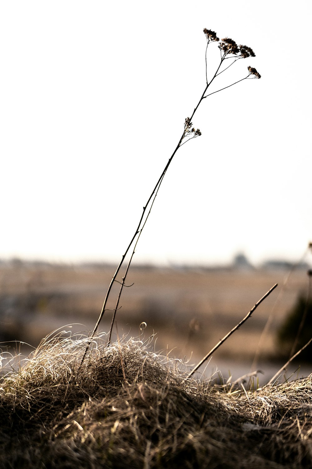 brown grass field during daytime