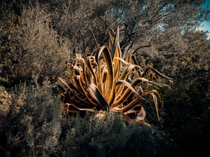A large agave plant is illuminated in the middle of dense, lush greenery, with a backdrop of tall trees. The leaves of the agave are long, sharp, and have a striking yellow edge with deep green centers, creating a dramatic contrast against the darker surrounding foliage.