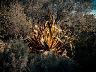 A large agave plant is illuminated in the middle of dense, lush greenery, with a backdrop of tall trees. The leaves of the agave are long, sharp, and have a striking yellow edge with deep green centers, creating a dramatic contrast against the darker surrounding foliage.
