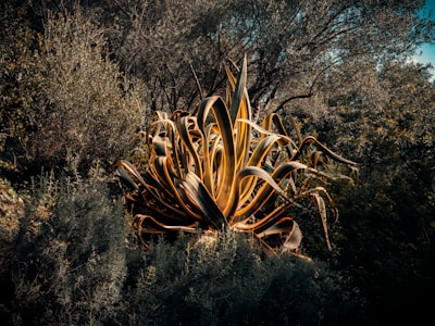 A large agave plant is illuminated in the middle of dense, lush greenery, with a backdrop of tall trees. The leaves of the agave are long, sharp, and have a striking yellow edge with deep green centers, creating a dramatic contrast against the darker surrounding foliage.