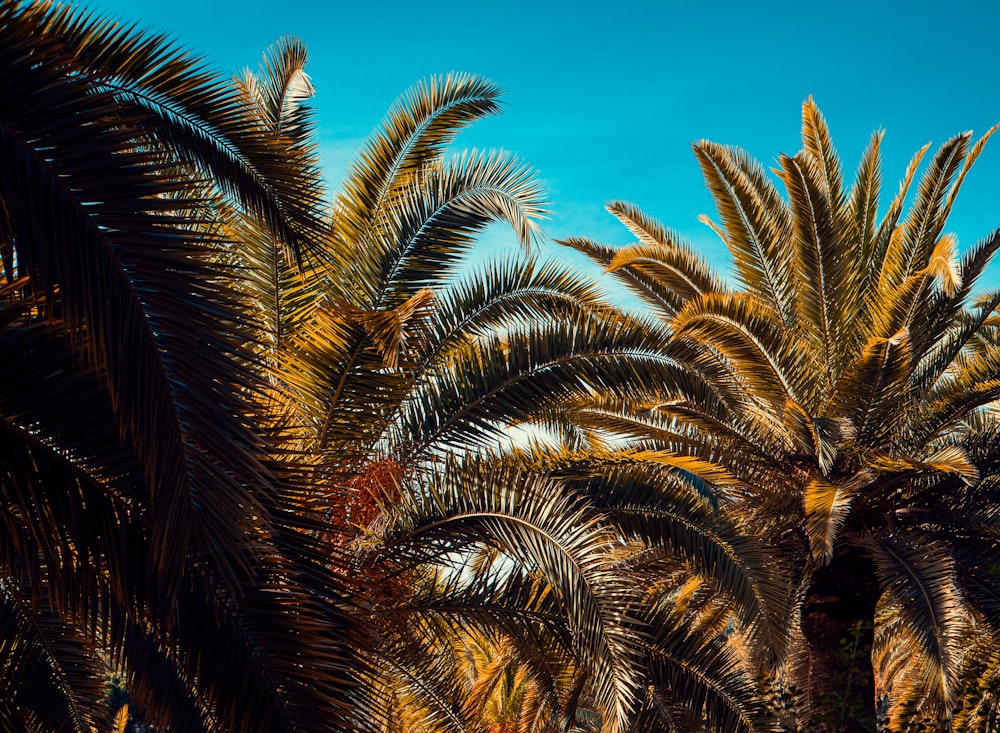 Palmera verde bajo el cielo azul durante el día