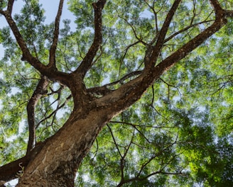 green tree under blue sky during daytime