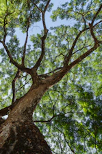 green tree under blue sky during daytime