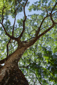 green tree under blue sky during daytime