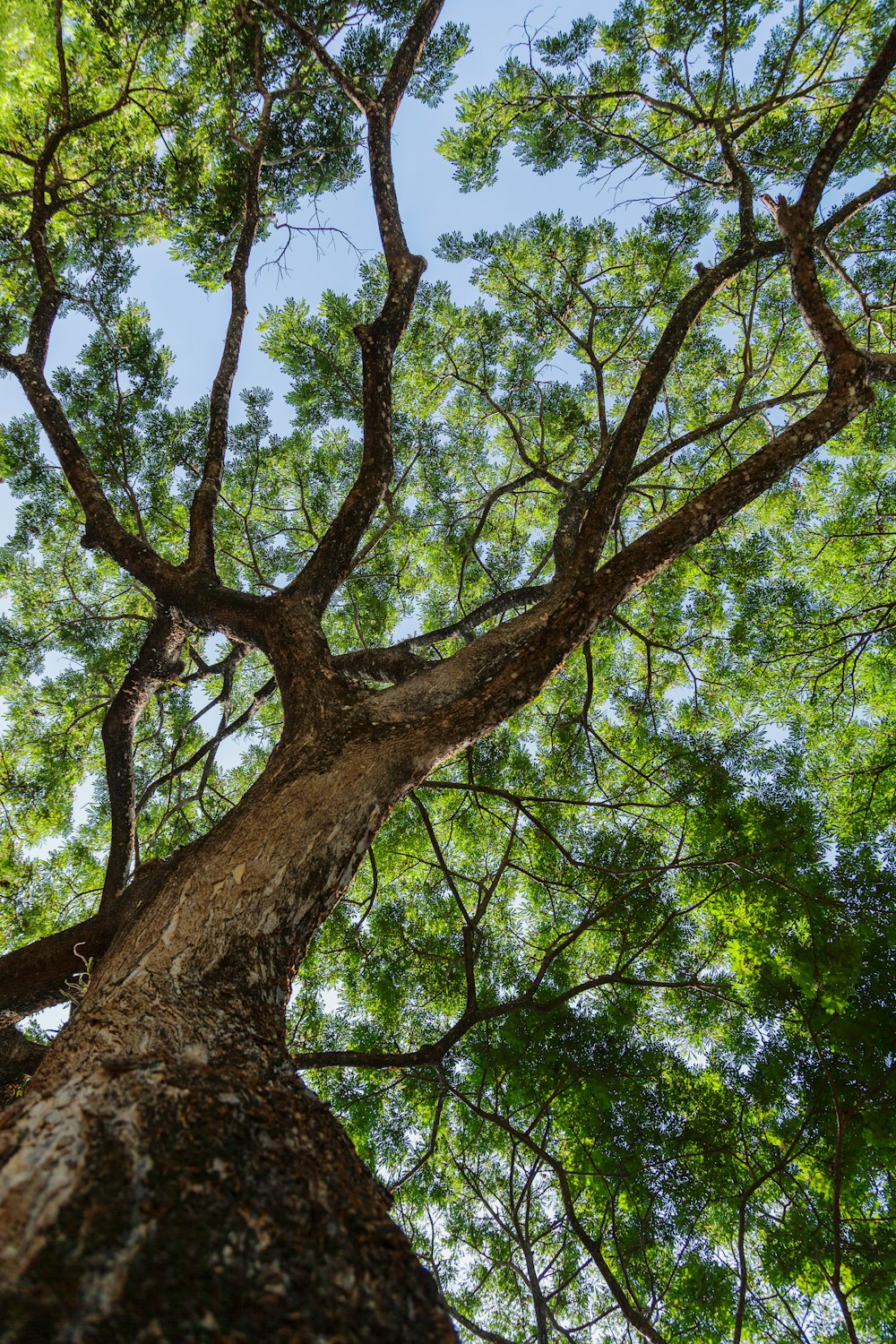 green tree under blue sky during daytime