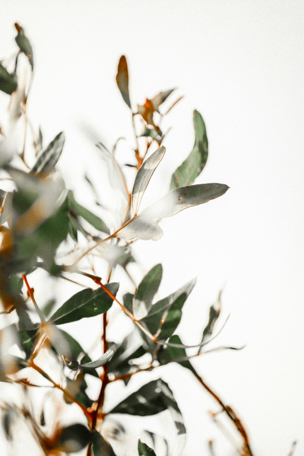틸트 시프트 렌즈의 흰색과 갈색 잎