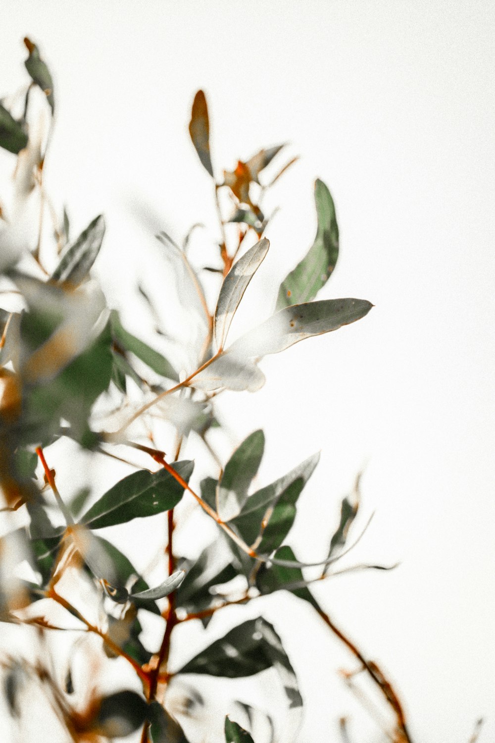 white and brown leaves in tilt shift lens