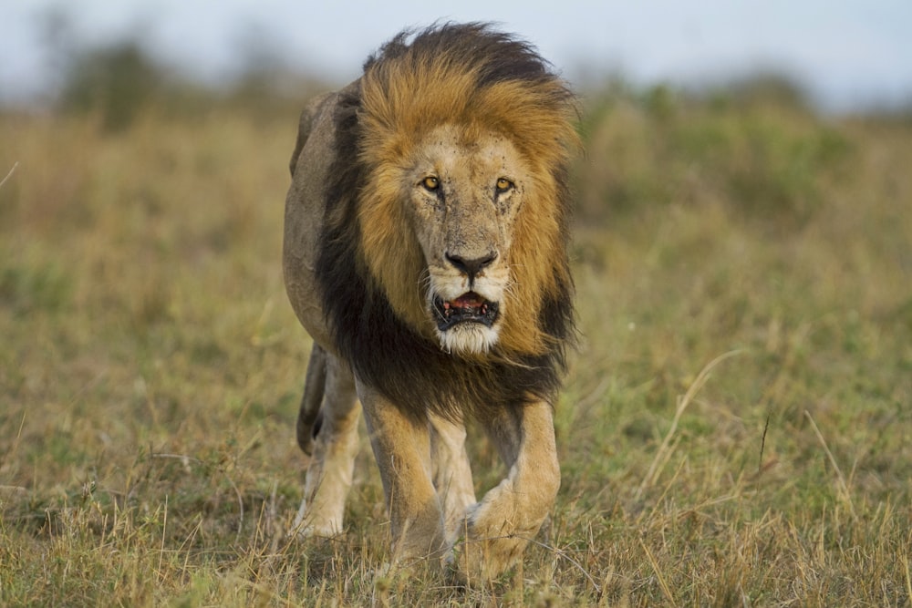 lion on green grass field during daytime