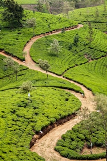 A lush, green landscape with meticulously arranged tea plantations forming curving patterns across the hills. Winding dirt paths create a contrasting earthy hue against the vibrant foliage. Scattered trees add vertical interest to the scene.