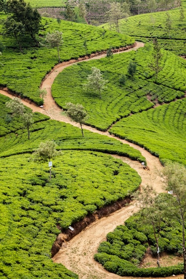 A lush, green landscape with meticulously arranged tea plantations forming curving patterns across the hills. Winding dirt paths create a contrasting earthy hue against the vibrant foliage. Scattered trees add vertical interest to the scene.