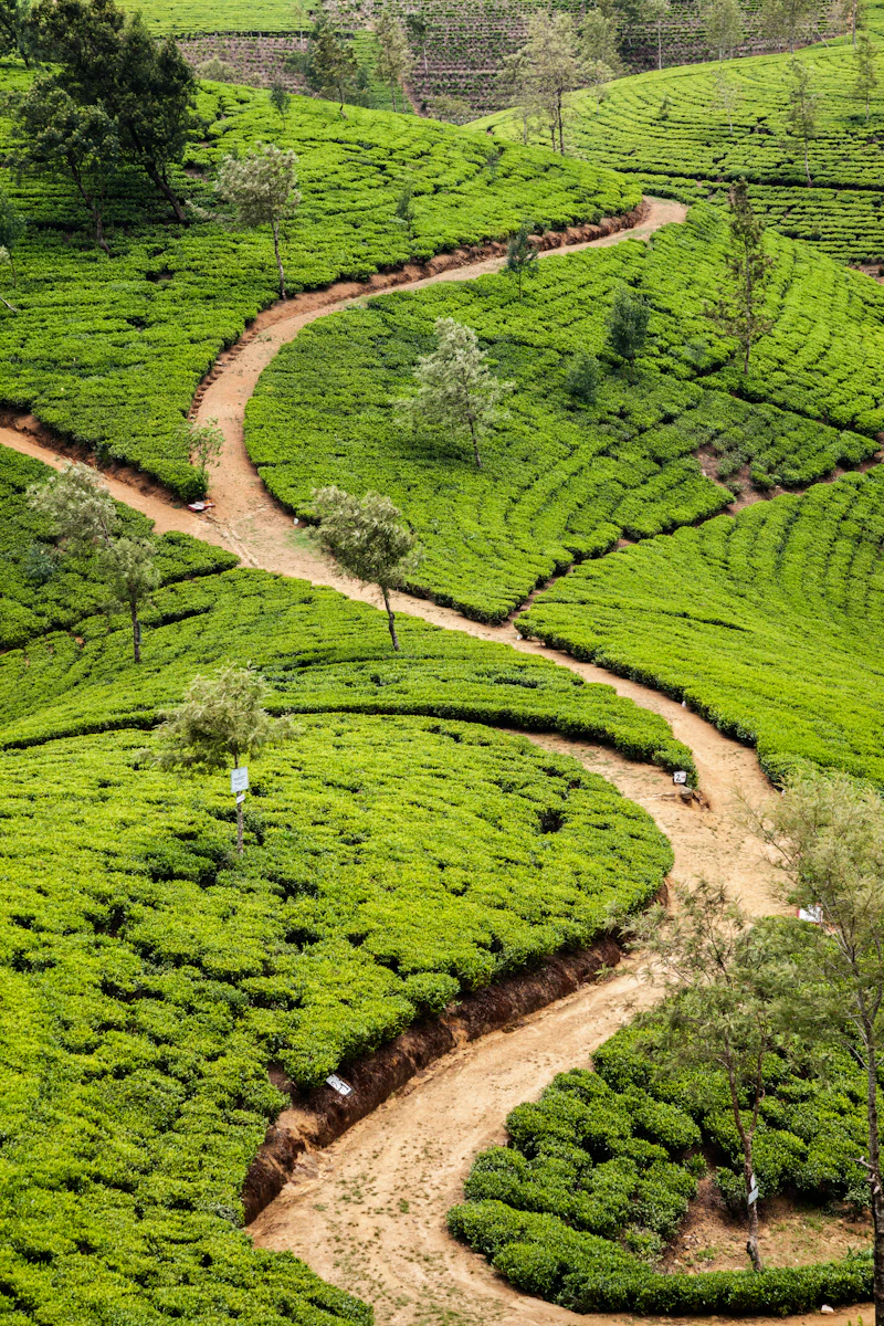 Hill country, Sri Lanka