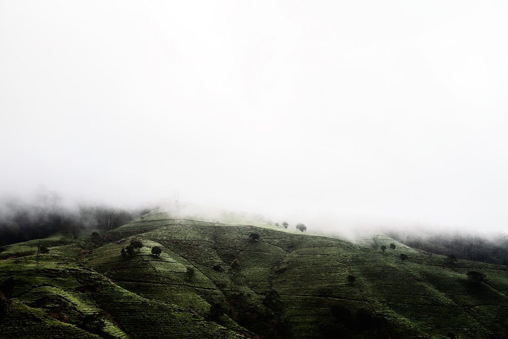 montagne couverte d’herbe verte avec du brouillard