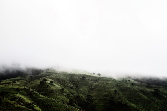 green grass covered mountain with fog in Nuwara Eliya Sri Lanka