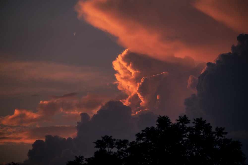 Silhouette d’arbres sous des nuages orangés