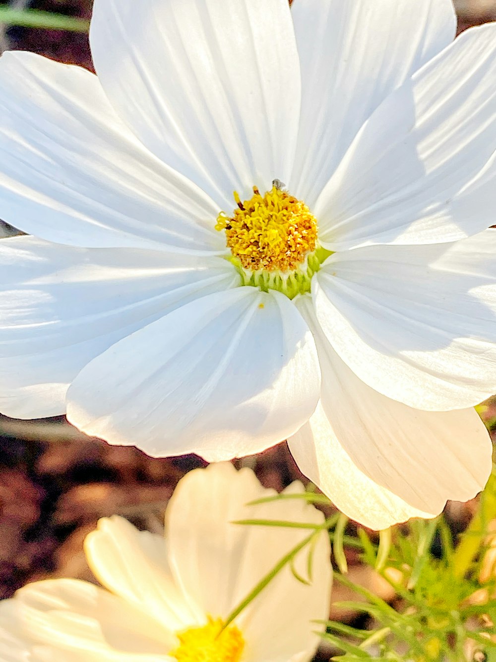 white flower in macro shot