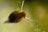 A close-up image of a small aquatic creature with a translucent body and two elongated antennae. The creature has a prominent red eye, and the background appears to be murky water with hints of green algae or plant life.