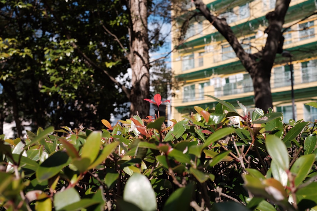 green leaves with red flower