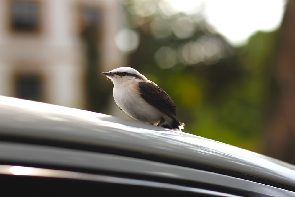 white and black bird on white wooden surface during daytime