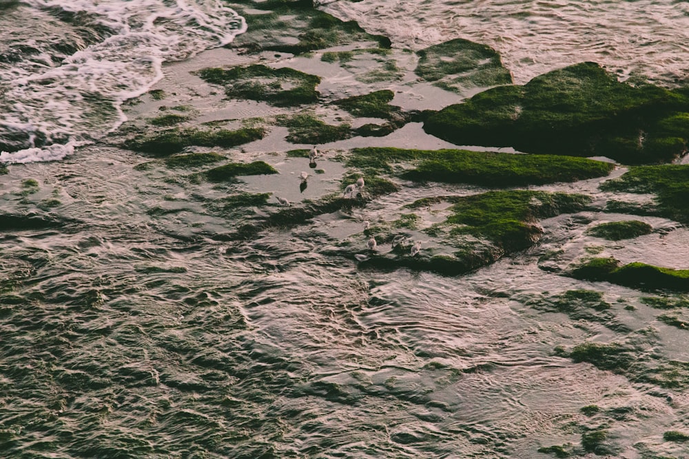 바다 파도의 회색조 사진