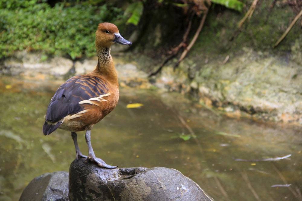 brown duck on gray rock near body of water during daytime