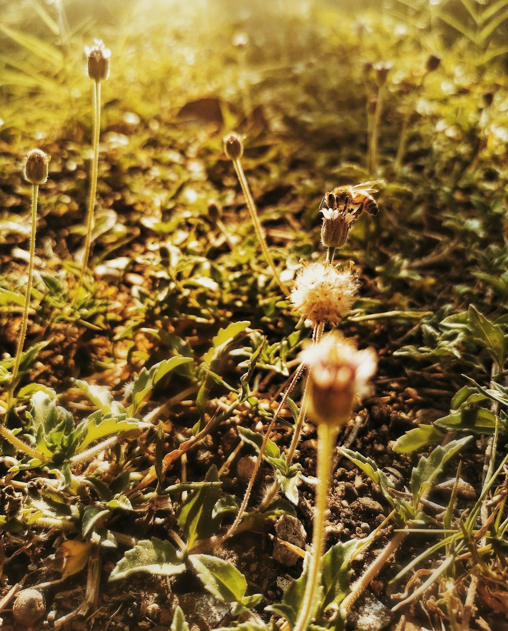 weiße Blüte mit grünen Blättern