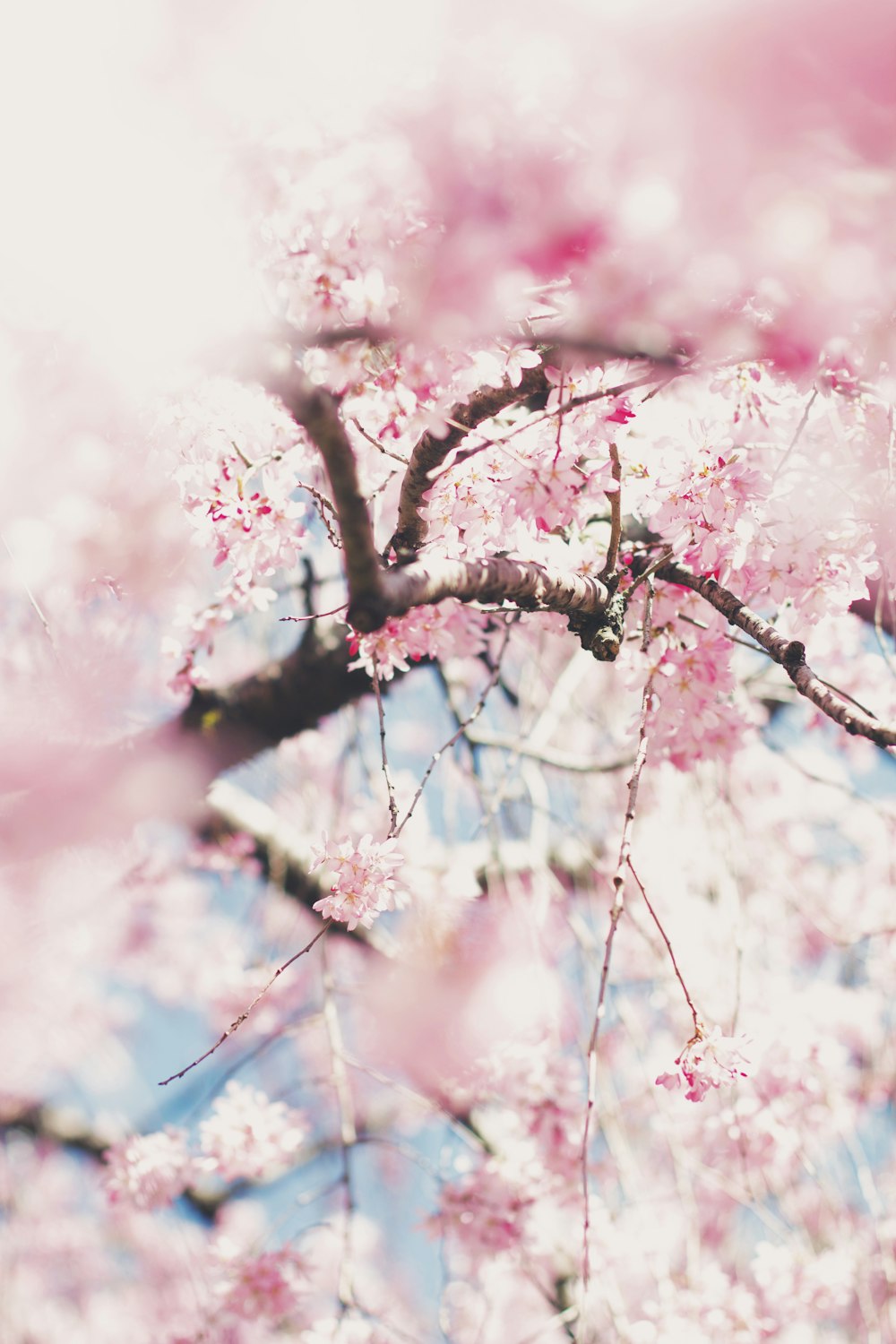 pink cherry blossom in close up photography