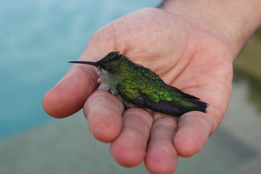 green and black bird on persons hand