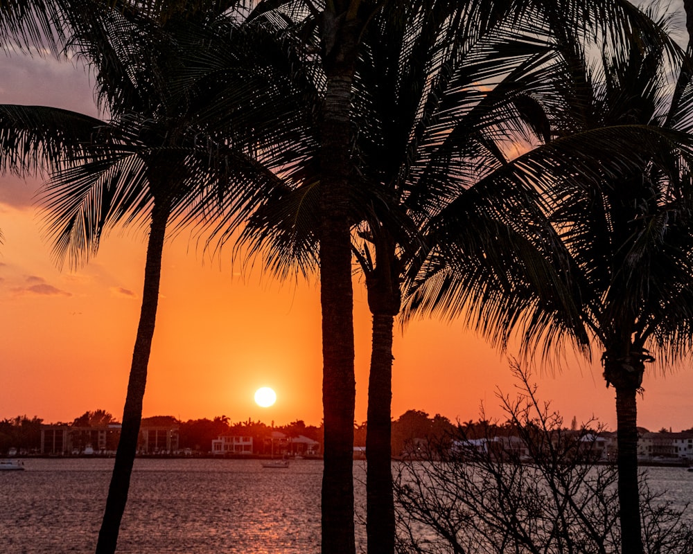 silhouette of palm tree during sunset