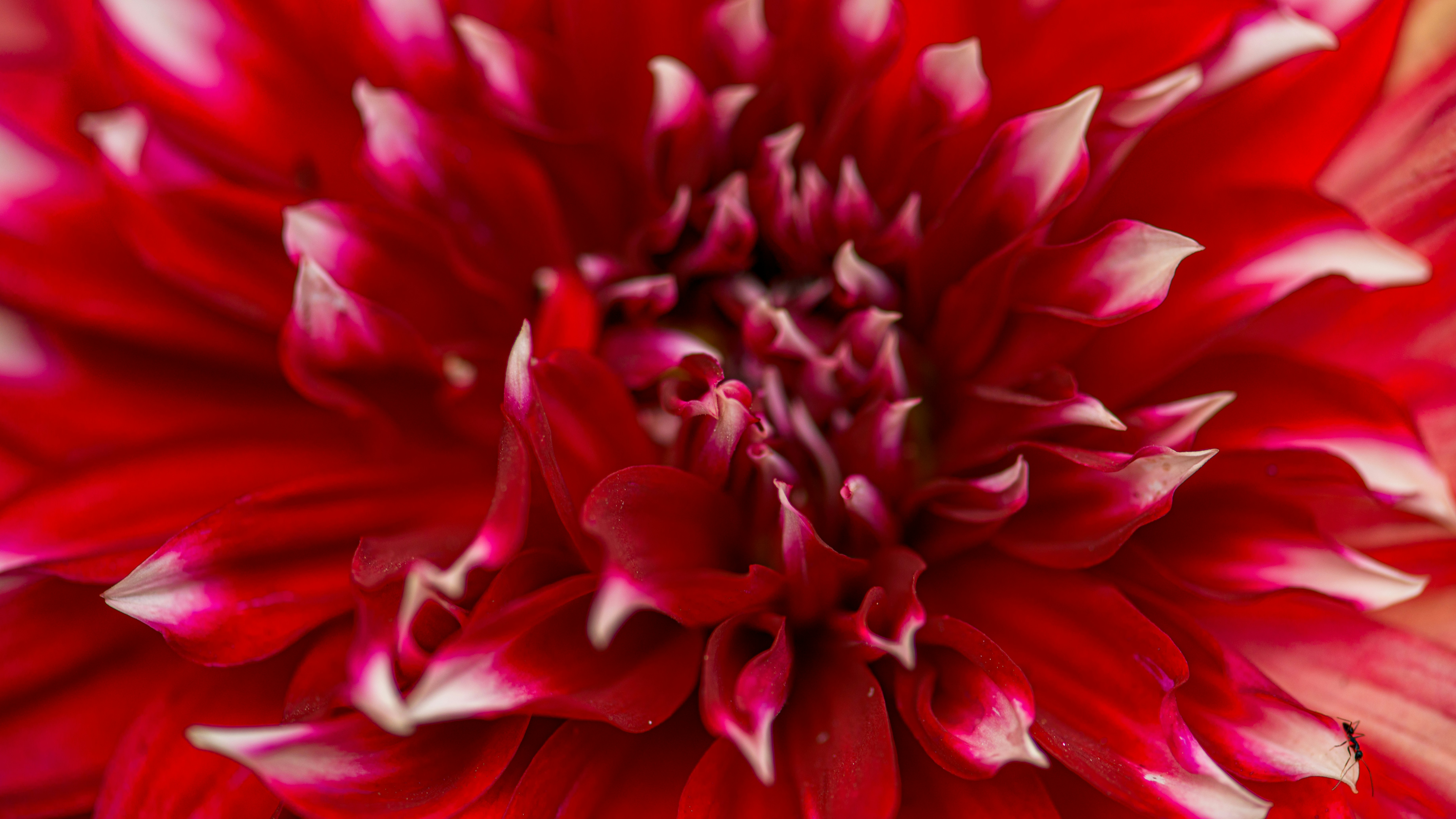 Photo by shirishsuwal