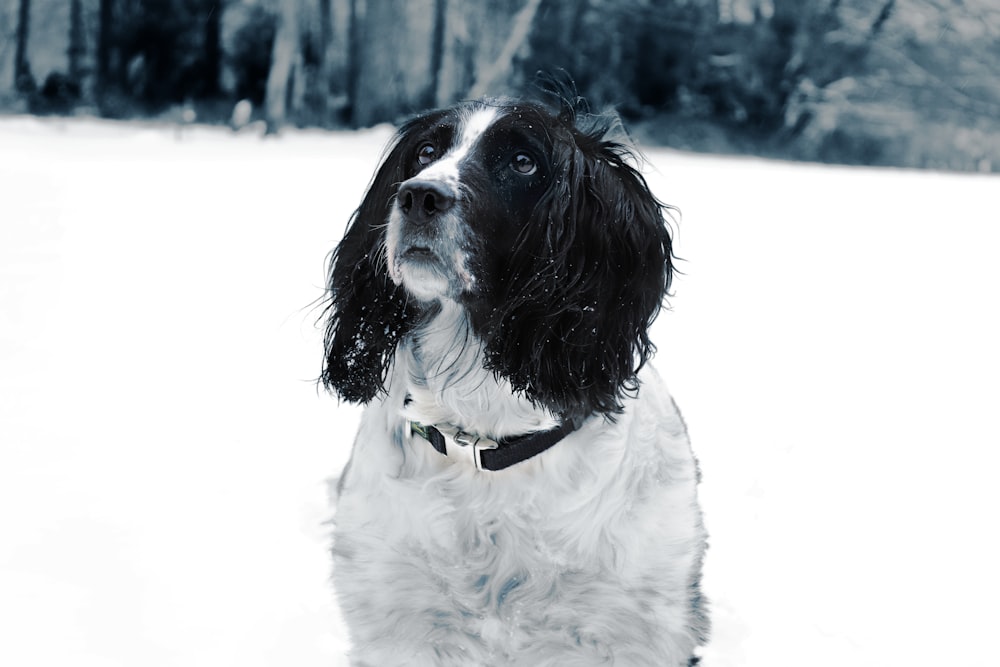 black and white long coat small dog on snow covered ground during daytime