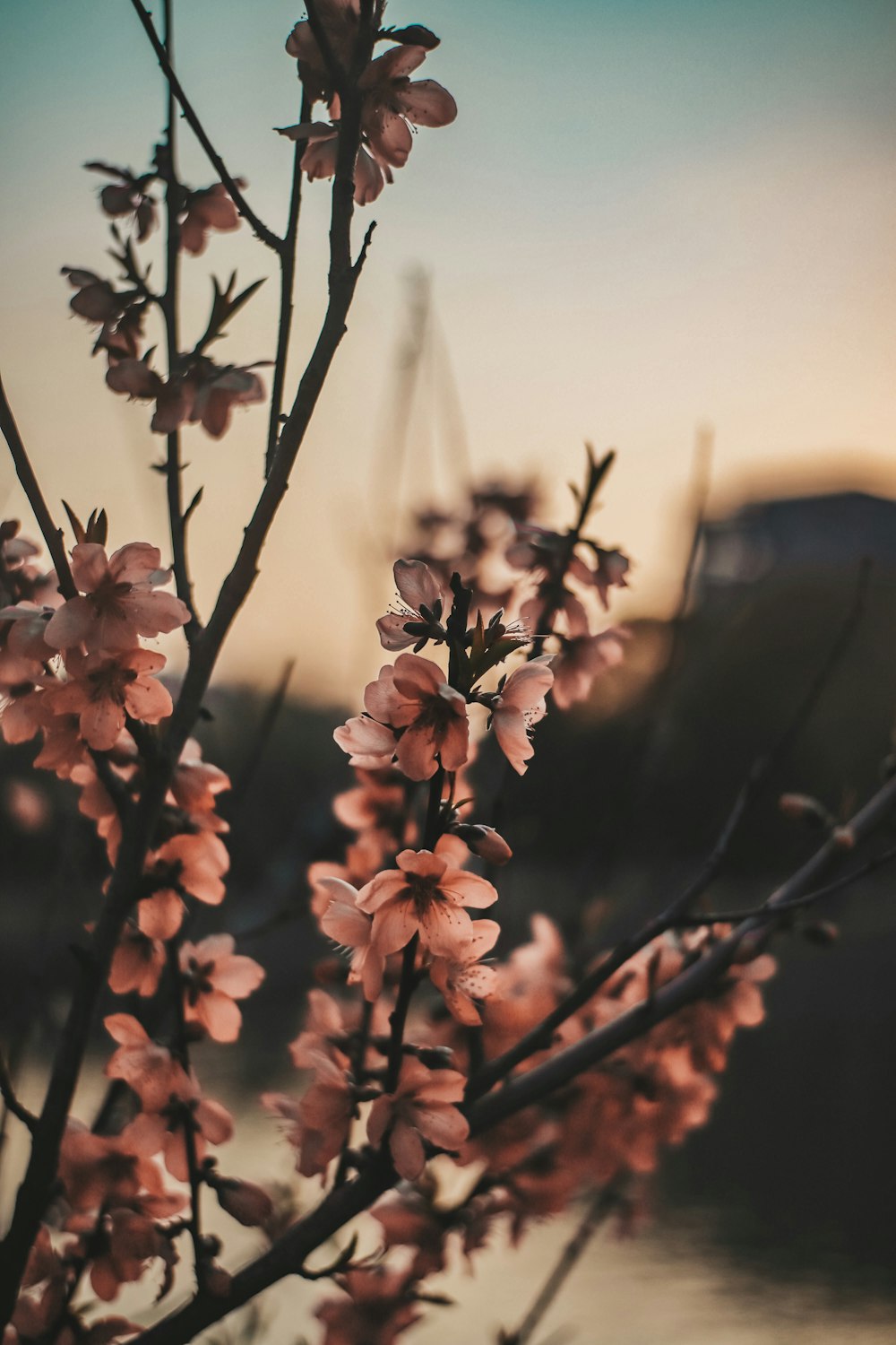 red flowers in tilt shift lens