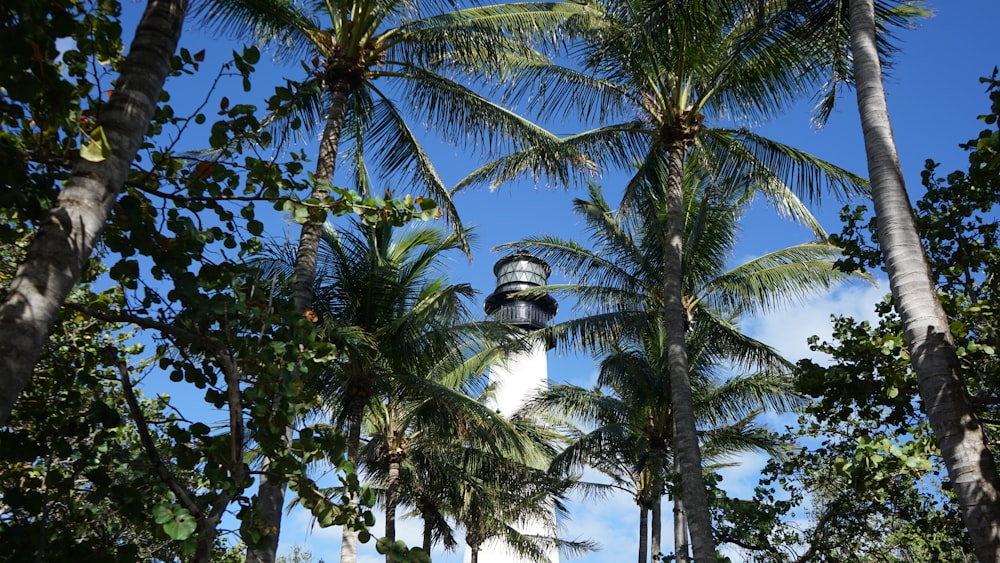 Palmera verde bajo el cielo azul durante el día