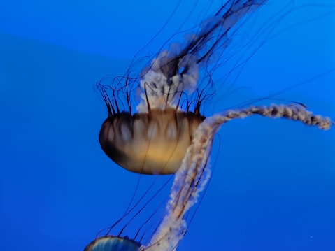 A vibrant jellyfish with a translucent bell and long, flowing tentacles swims gracefully against a deep blue background. The tentacles appear delicate and wavy, showcasing a range of colors and patterns.
