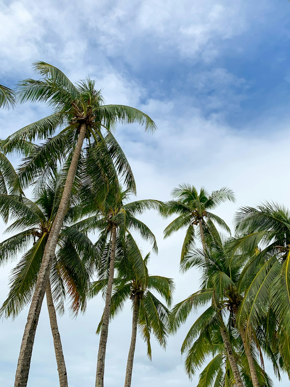 green palm tree under blue sky during daytime