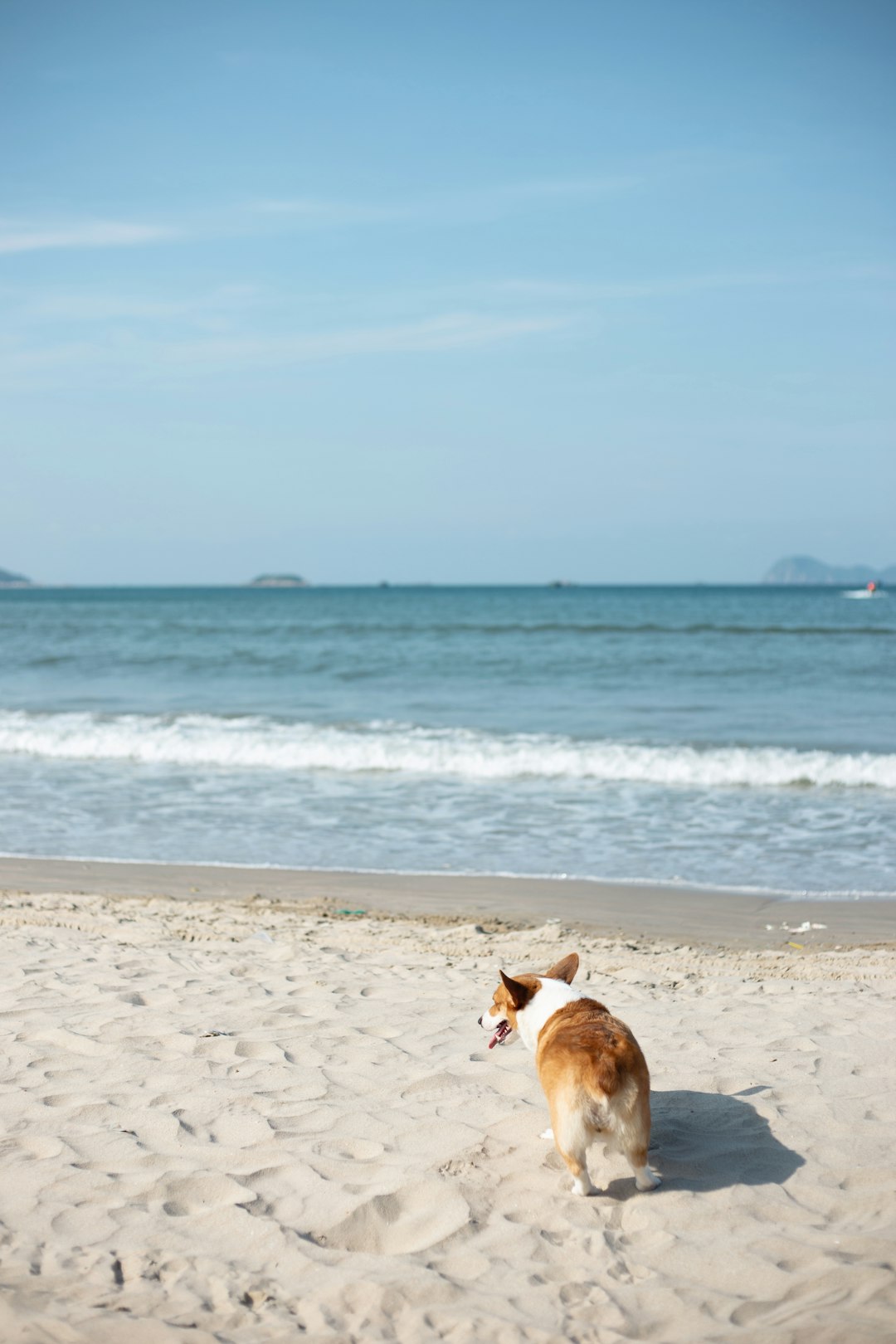 brown and white short coated dog on beach during daytime