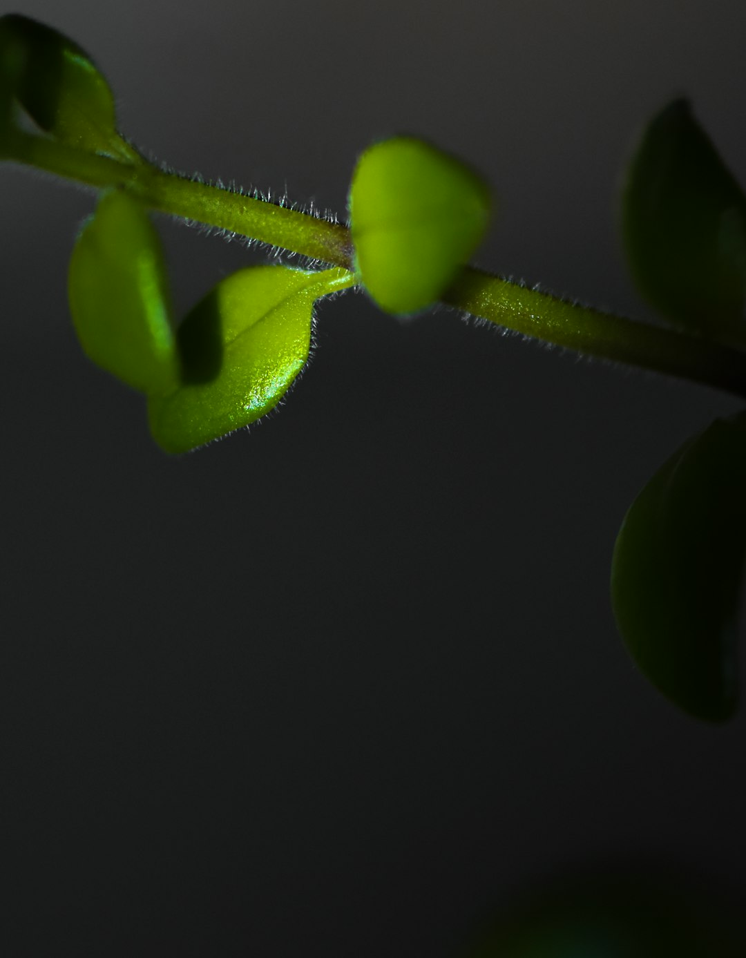 green plant in black background