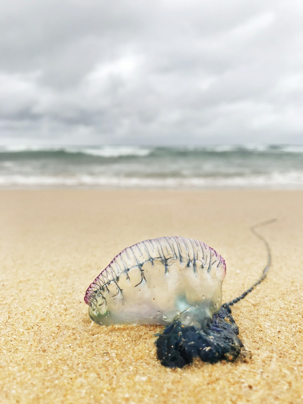 criatura marinha roxa e branca na costa da praia durante o dia
